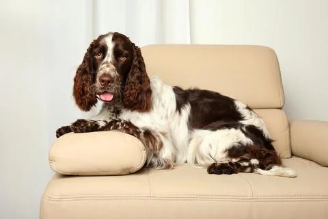 Springer spaniel dog Stock Photos