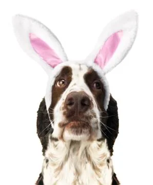 Springer Spaniel With Easter Bunny Ears Stock Photos