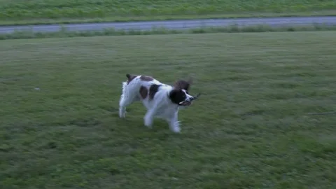 Springer Spaniel fetching a stick Stock Footage 92795506