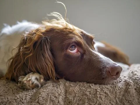 Springer Spaniel head shot, lying down on a blanket  looking up. Stock Photos