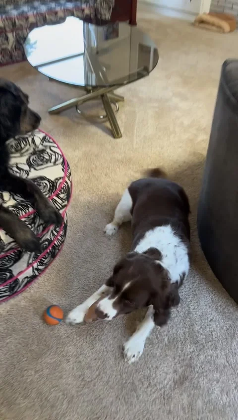 Springer Spaniel Isn't Good With Sharing Toys, Portland, Oregon, USA - 10 Aug 20 Stock Footage 345764094