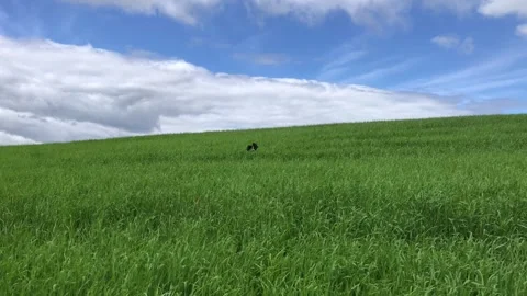 Springer Spaniel jumping around in a field, North Yorkshire, England, United.. 스톡 동영상 278609789