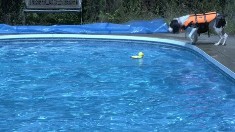 Springer Spaniel jumps into pool, 4K Stock Footage 93028403