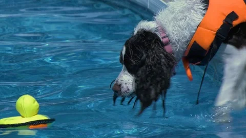 Springer Spaniel jumps into pool, closeup, 4K Stock Footage 93028384