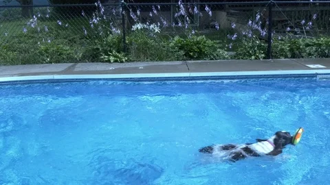 Springer Spaniel jumps into pool, opposite side view-4K Stock Footage 93028364