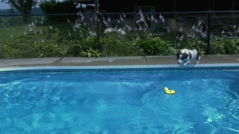 Springer Spaniel jumps into pool, slow motion-1080HD Stock Footage 93041095