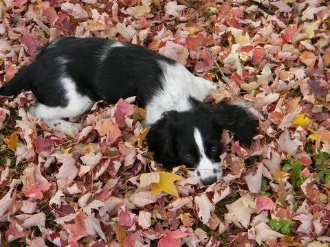 Springer Spaniel In Leaves Stock Photos