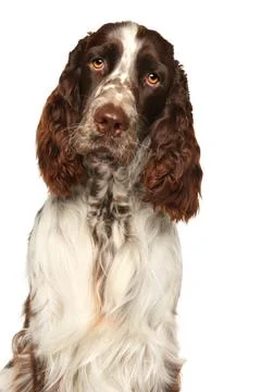 Springer spaniel looking at the camera Stock Photos