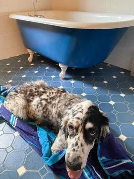 Springer Spaniel lying on a towel drying off after a bath Stock Photos