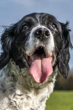 Springer spaniel in the park. Stock Photos