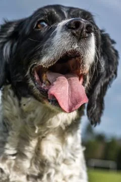 Springer spaniel in the park. Stock Photos