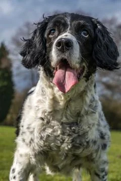 Springer spaniel in the park. Stock Photos
