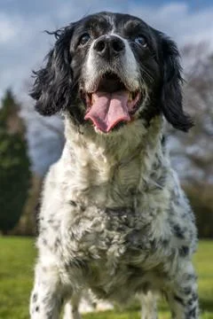 Springer spaniel in the park. Stock Photos