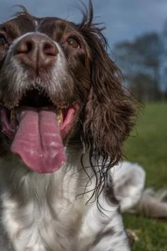Springer spaniel in the park. Stock Photos