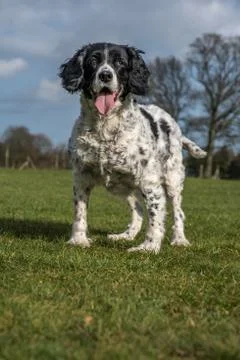 Springer spaniel in the park. Stock Photos