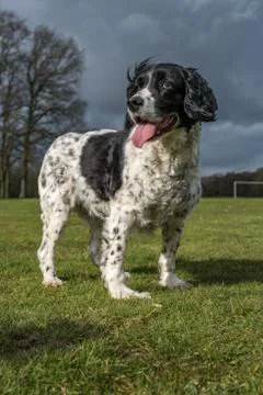 Springer spaniel in the park. Stock Photos