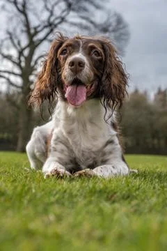 Springer spaniel in the park. Stock Photos