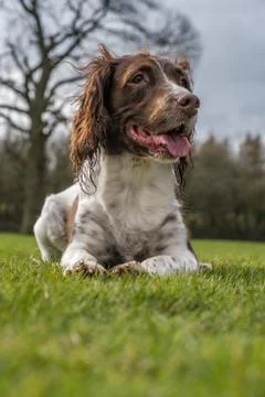 Springer spaniel in the park. Stock Photos