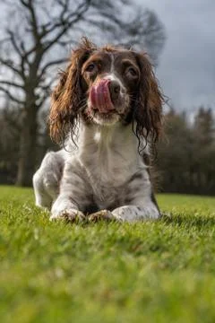 Springer spaniel in the park. Stock Photos