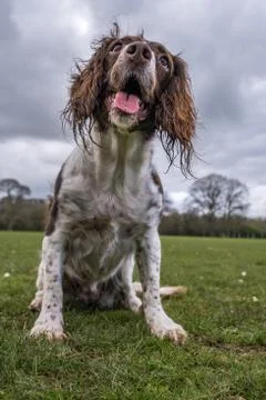 Springer spaniel in the park. Stock Photos