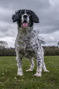 Springer spaniel in the park. Stock Photos