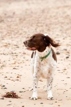 Springer spaniel Stock Photos