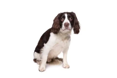 Springer spaniel Stock Photos