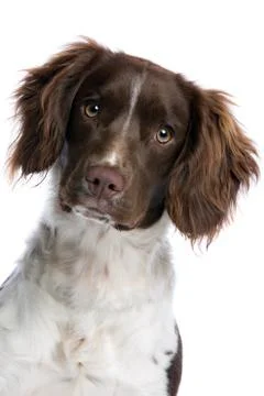 Springer spaniel Stock Photos