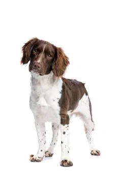 Springer spaniel Stock Photos