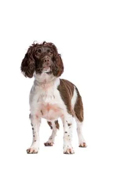 Springer spaniel Stock Photos