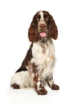 Springer spaniel Stock Photos