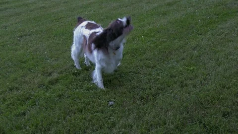 Springer Spaniel playing with a stick Stock Footage 92795527