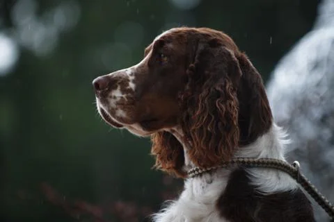 Springer spaniel portrait in rain Stock Photos