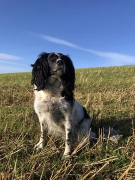 Springer Spaniel sitting in a field, North Yorkshire, England, United Kingdom Stock Photos