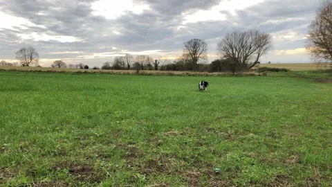 Springer Spaniel towards camera in a field 스톡 동영상 294904566