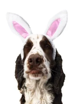 Springer Spaniel Winking With Bunny Ears Stock Photos