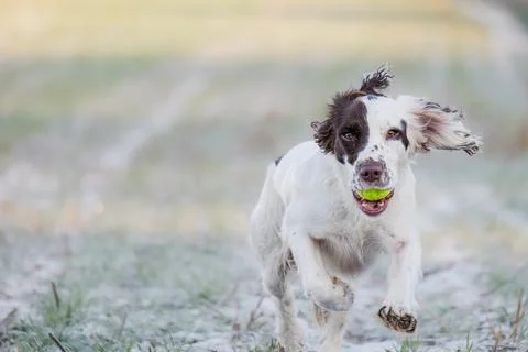 Springer Spaniel working dog retrieving a tennis ball whilst playing fetch. 写真素材