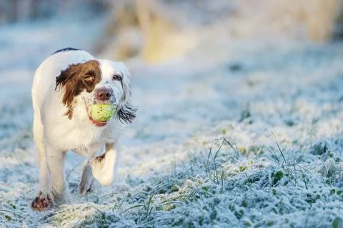 Springer Spaniel working dog retrieving a tennis ball whilst playing fetch. Stock Photos