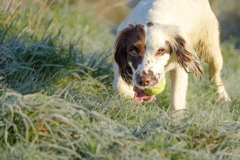Springer Spaniel working dog retrieving a tennis ball whilst playing fetch. Stock Photos