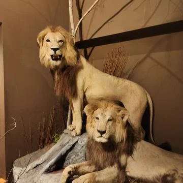 Springfield Museums in Massachusetts Photos