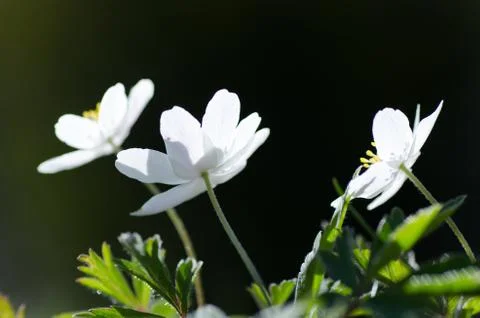 Springflowers closeup Stock Photos