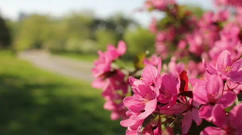 SpringFlowers park 02 Stock Footage 820266