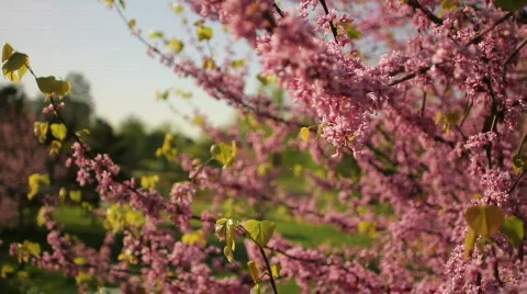 SpringFlowers park Stock Footage 820282