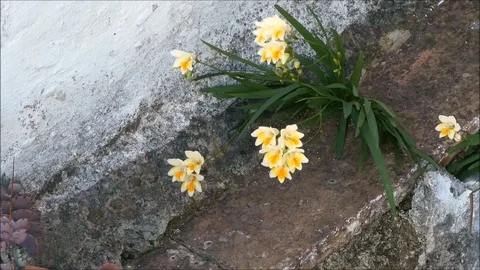 SpringFlowersInWind01 Stock Footage 129676165