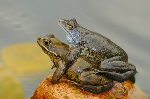 Springfrosch Spawning season of the frogs in the spring. Laichzeit der Fr... Stock Photos