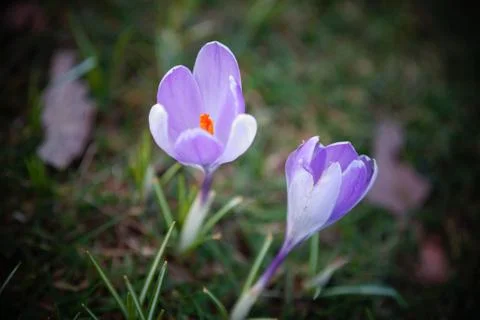 Springing to life! Stock Photos