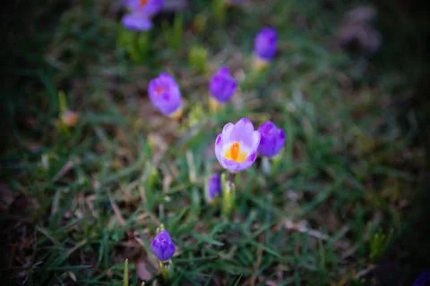 Springing to life! Stock Photos