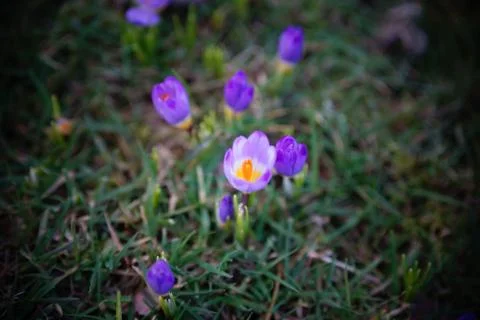 Springing to life! Stock Photos