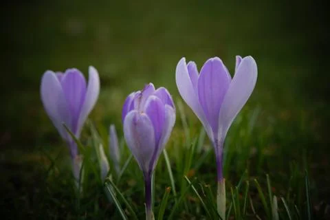 Springing to life! Stock Photos