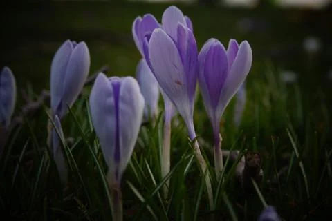 Springing to life! Stock Photos